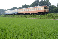 緑深き水田