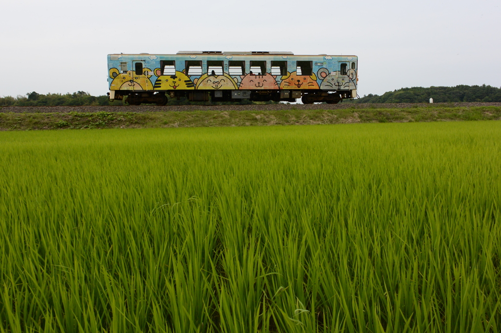 水田に咲く笑顔