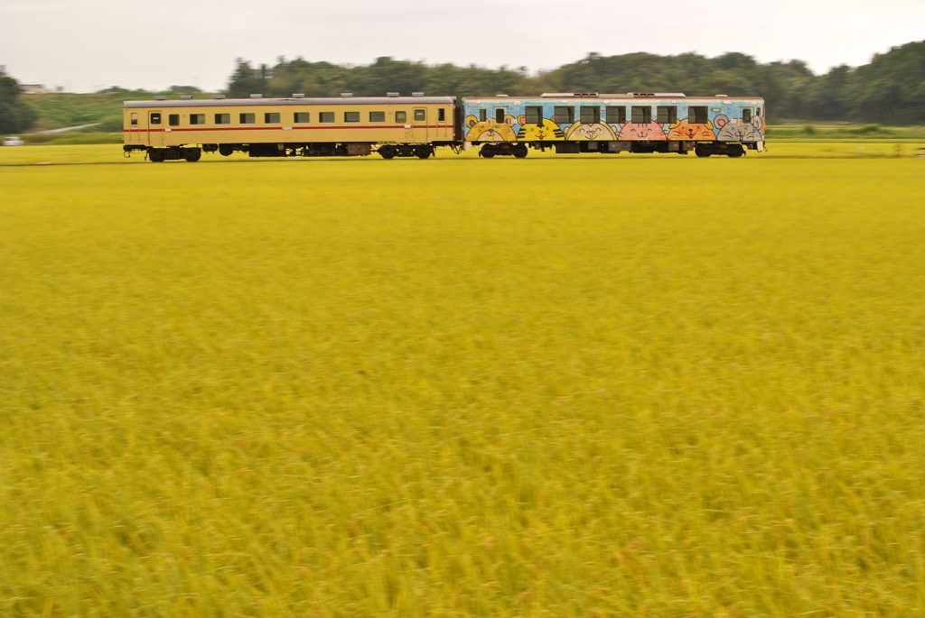 稲穂の海を行く