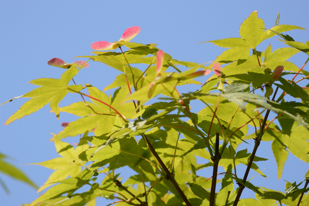 紅葉の花