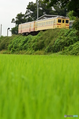 緑の絨毯