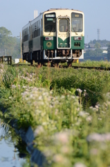 初夏の白い花