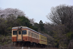 旧型二連と桜