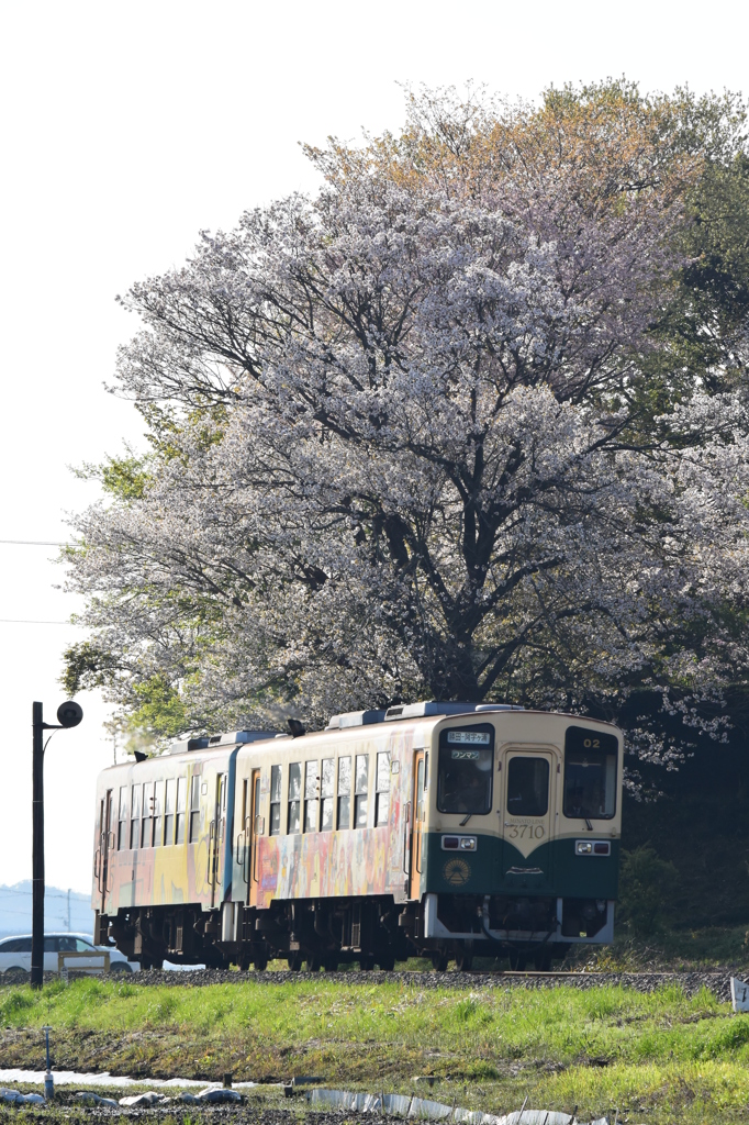 淡墨の桜