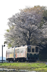 淡墨の桜