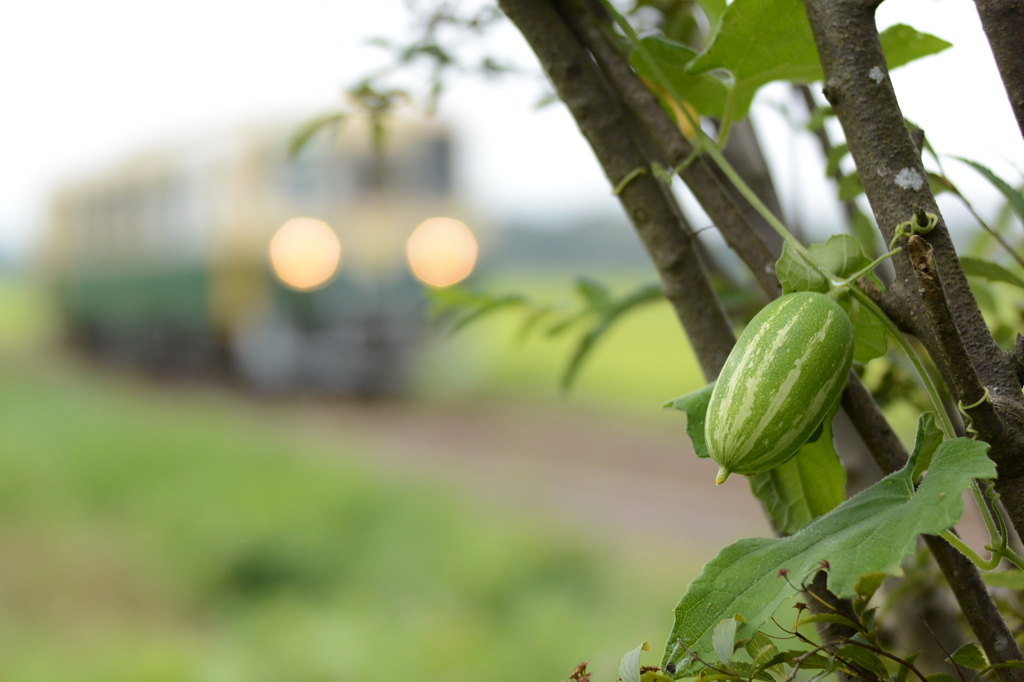 緑のカラスウリ