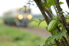 緑のカラスウリ