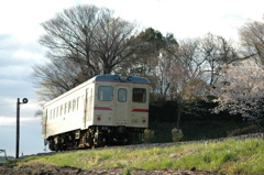 桜咲く丘