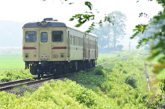 夏草の香り