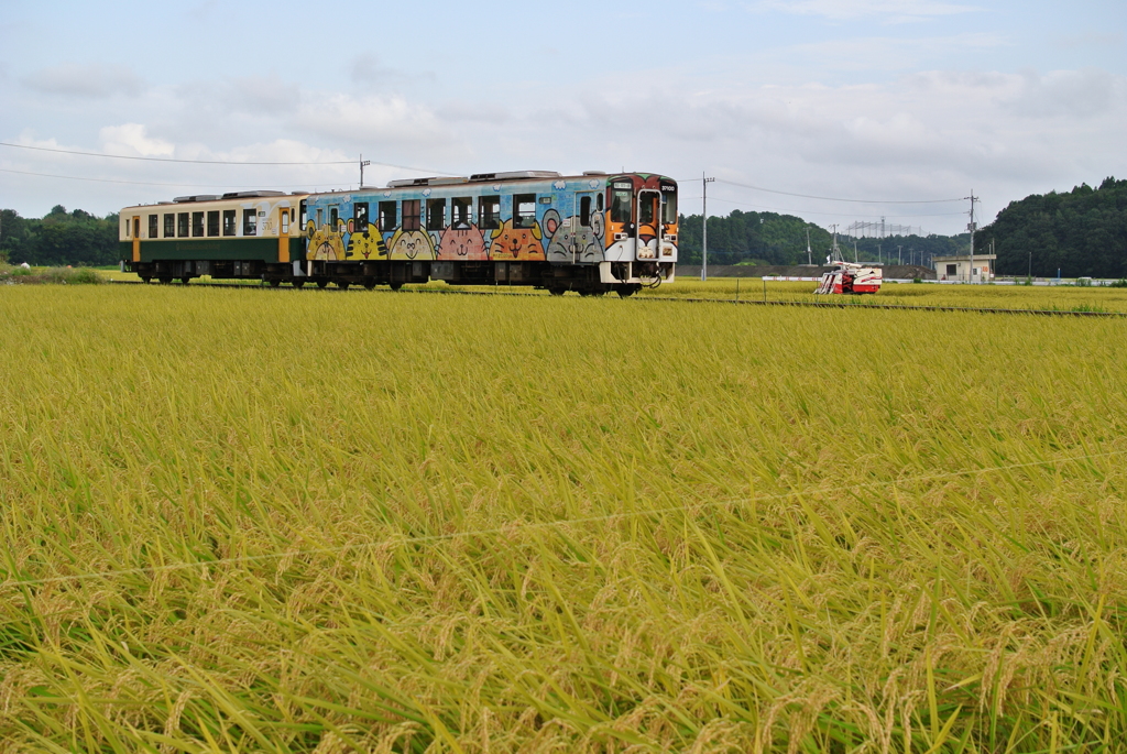 稲刈り準備中１