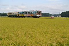 稲刈り準備中１