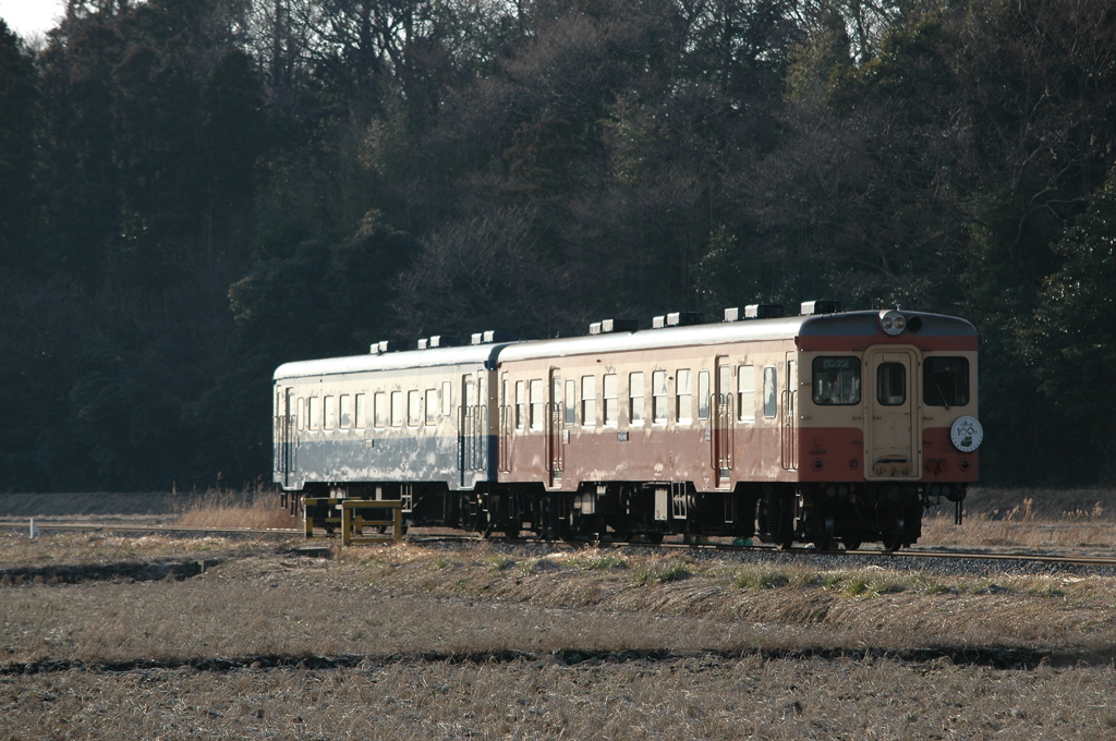 旧型気動車光る