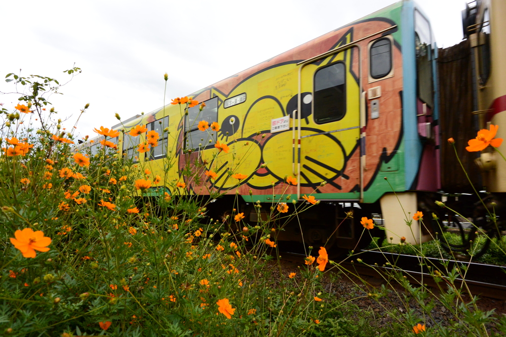 キバナコスモスの道