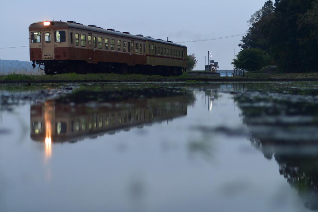 田植え後の水田