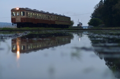 田植え後の水田