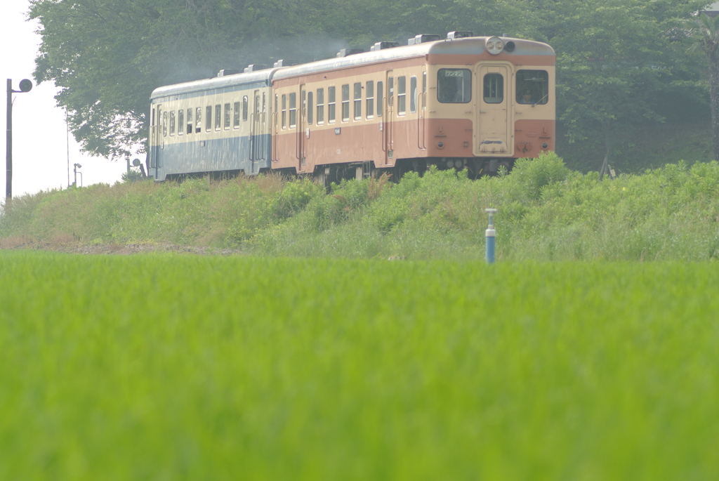 稲の絨毯～旧型気動車編～