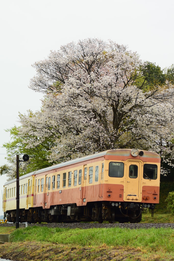 満開の桜の下