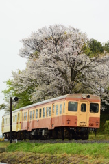 満開の桜の下