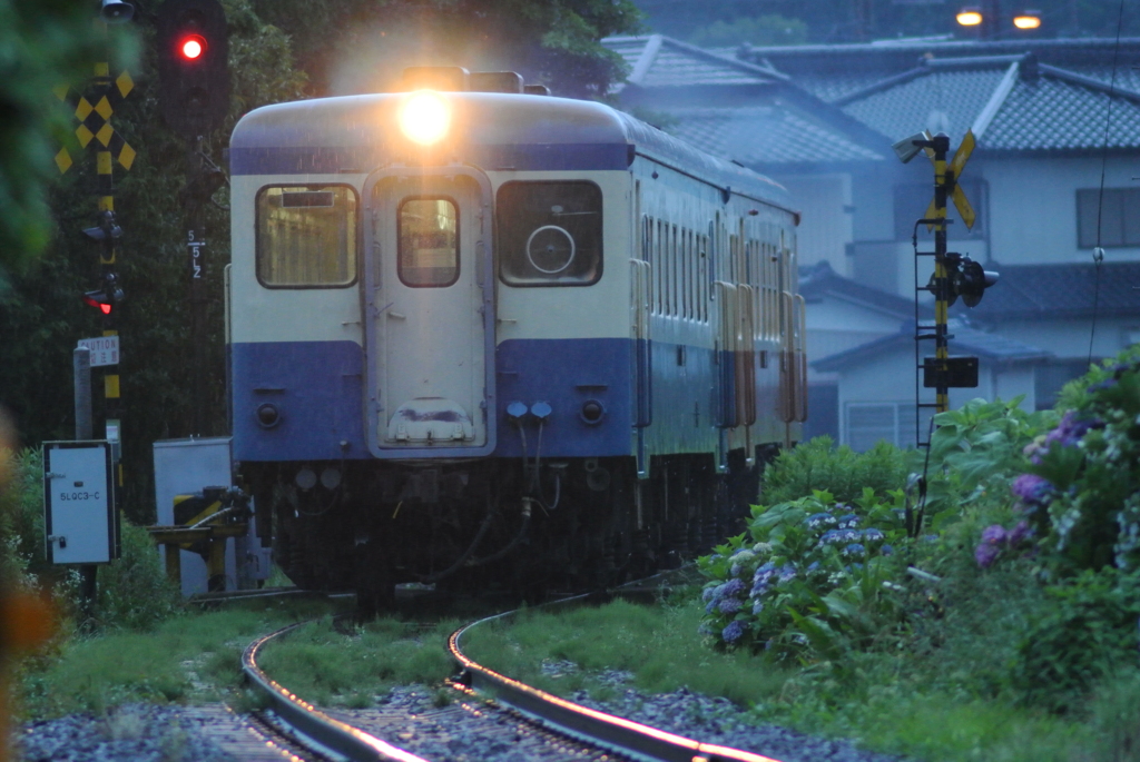 あじさい雨の中