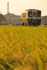 塔が見える水田地帯