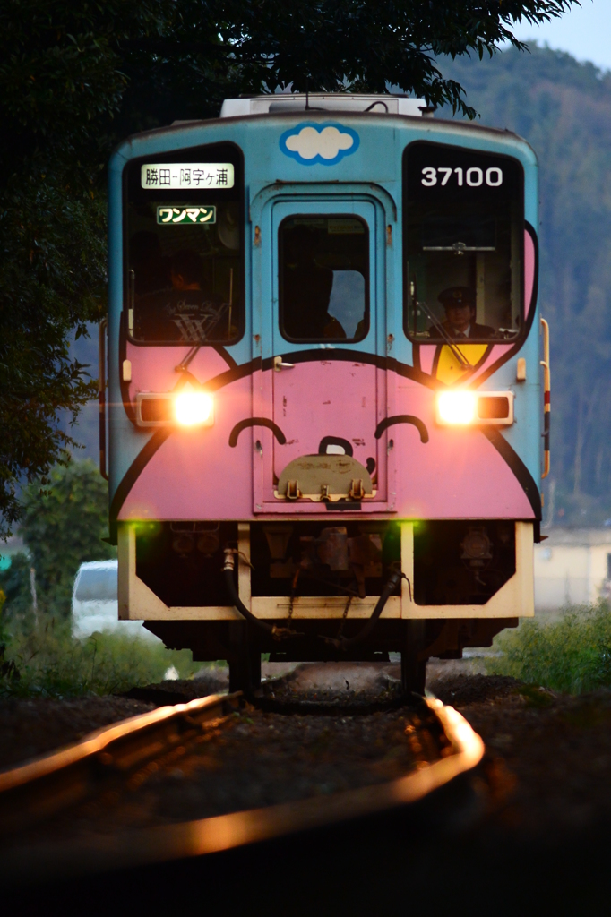 アニマルが来る