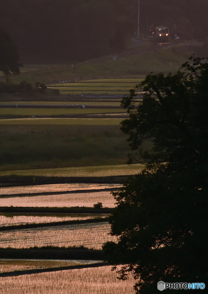 夕暮れの水田
