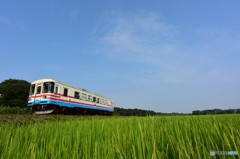 稲の花咲く