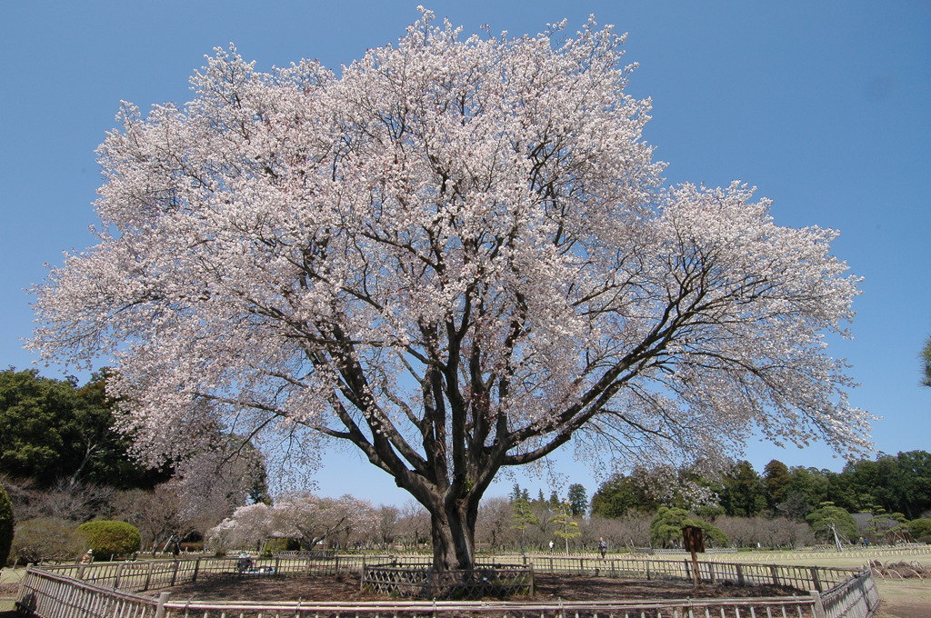 左近の桜２