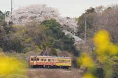 桜咲く風景