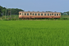 水田地帯の踏切