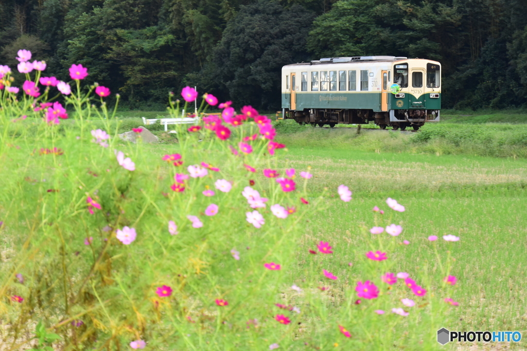 田園のコスモス