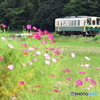 田園のコスモス