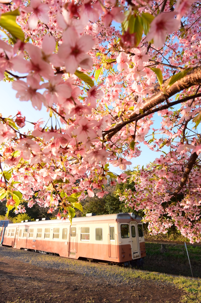 中根駅の桜