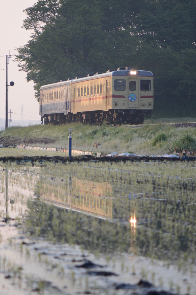 水田に映るライト