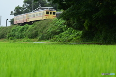 緑