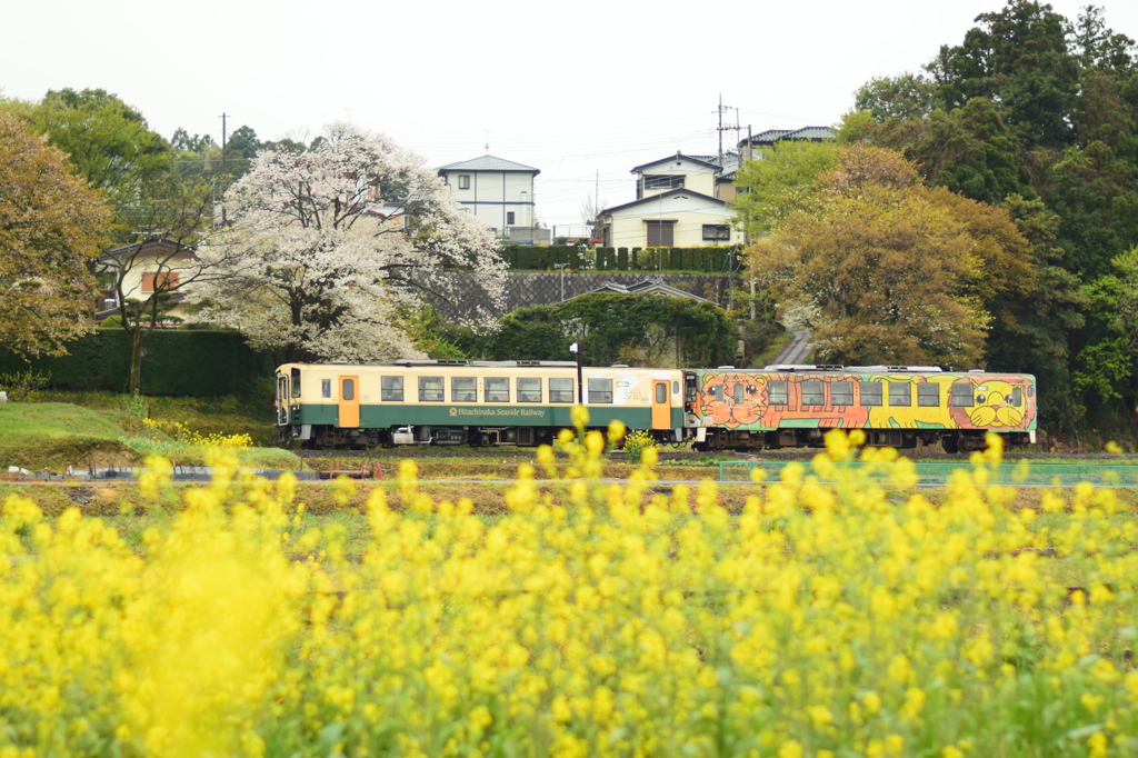 桜，一気に満開