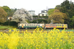 桜，一気に満開