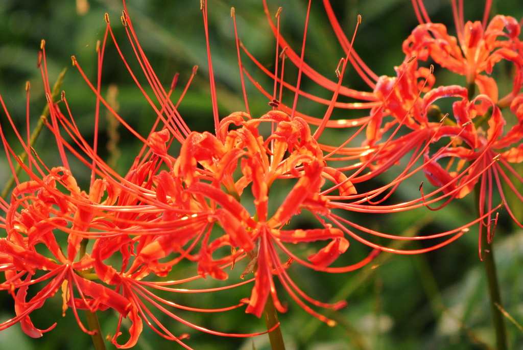 花火のように咲く