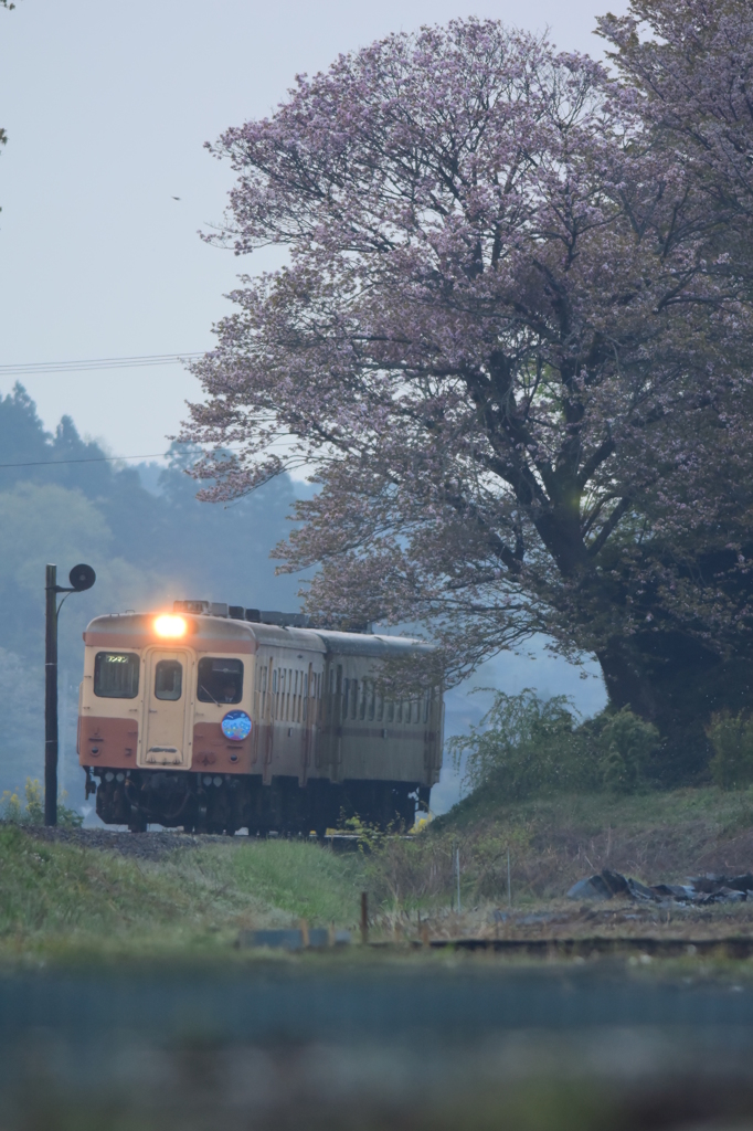最後の桜