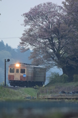 最後の桜