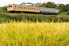 旧型気動車と稲穂２