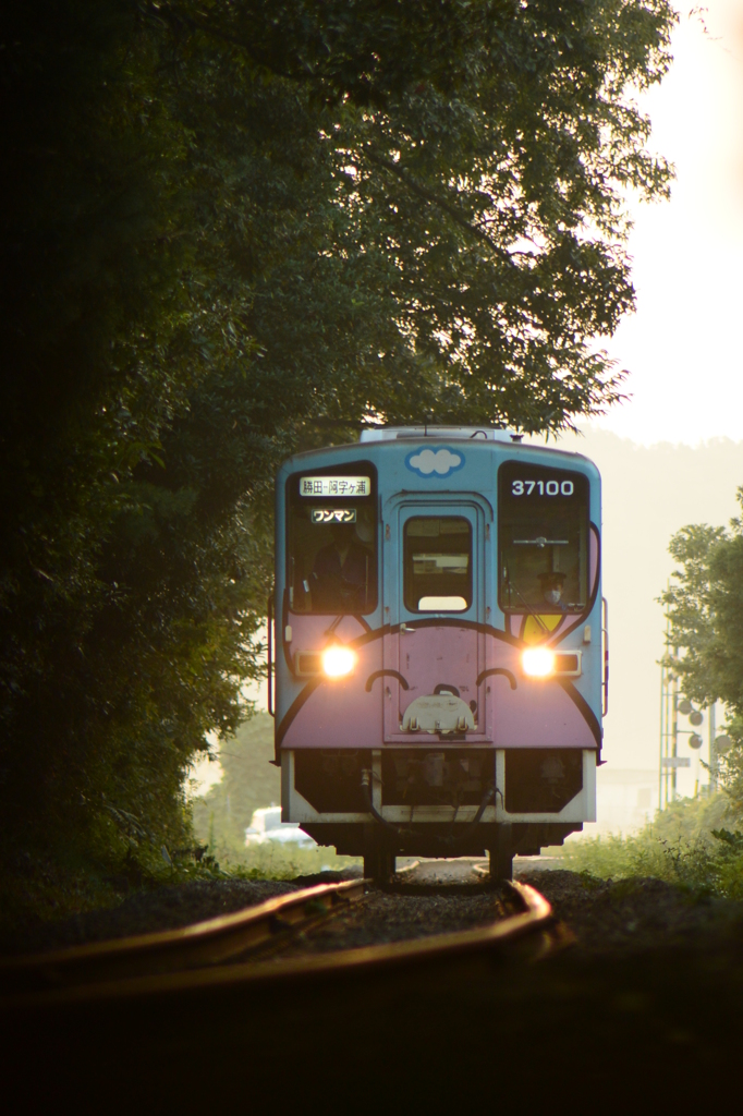 アニマル，朝もやを抜けて