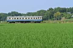 水田の中の踏切