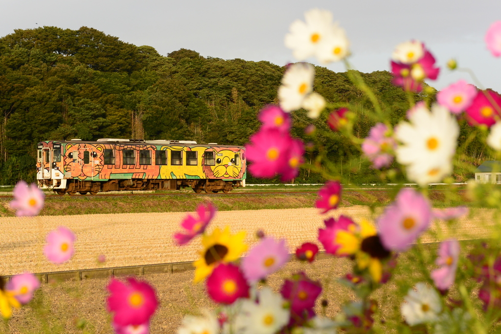 色とりどりの花