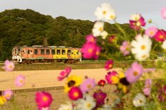 色とりどりの花