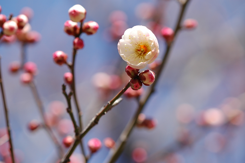 花と蕾