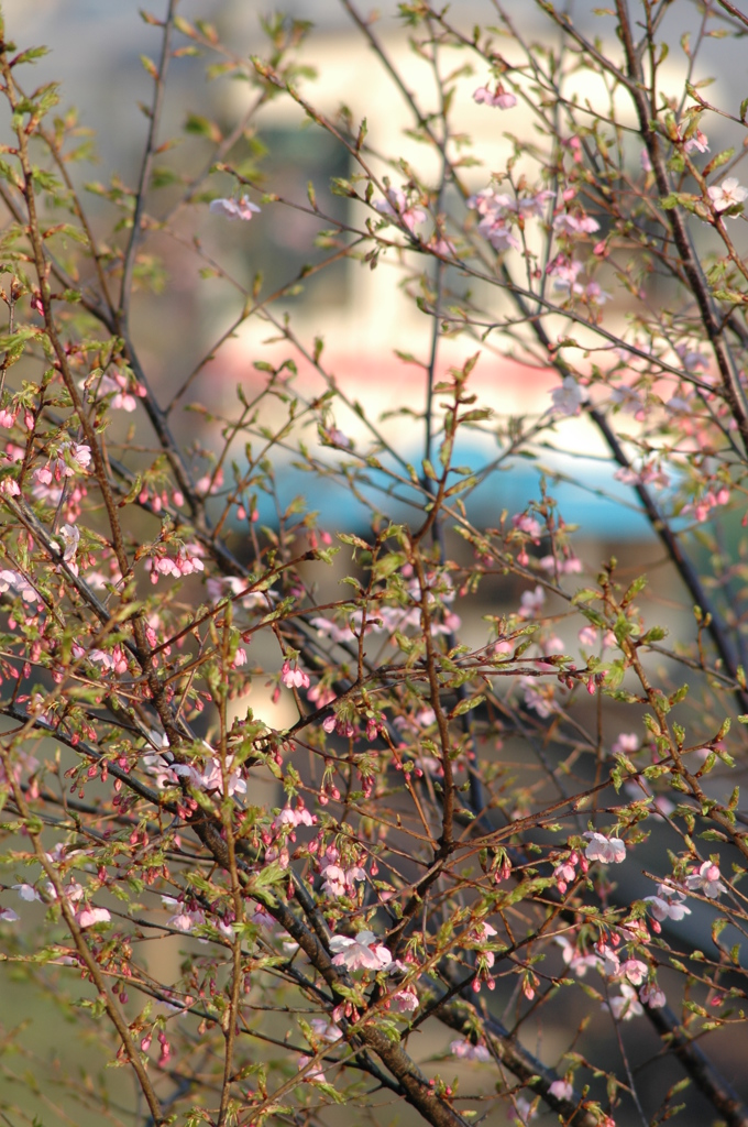 桜咲きました。