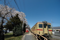 青空と桜