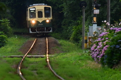 あじさい咲く鉄路