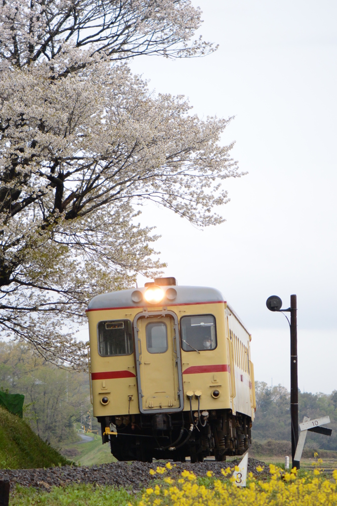 雨上がりの花たち